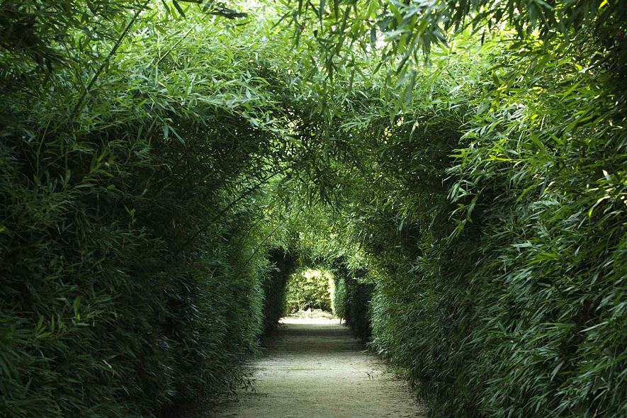 I BAMBU' DEL LABIRINTO DELLA MASONE DI FRANCO MARIA RICCI - foto Marco Campanini